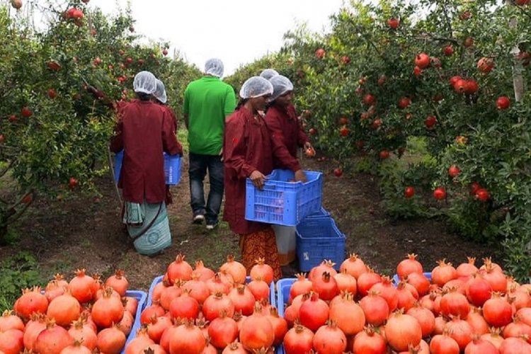 आविष्कार कैपिटल ने फल और सब्जी निर्यातक आईएनआई फार्म्स में 16 करोड़ रुपये का निवेश किया