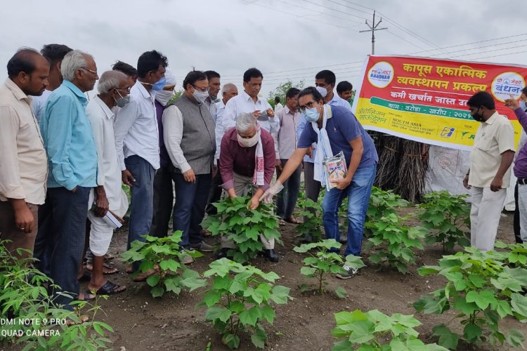 कपास में गुलाबी बॉलवर्म को दूर करने के लिए अभिनव “संभोग विघटन” तकनीक का सबसे बड़ा क्षेत्र प्रयोग