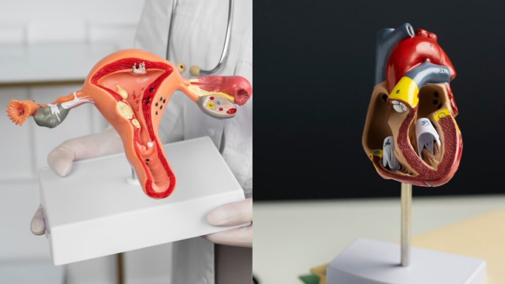 PCOS हृदय स्वास्थ्य को कैसे प्रभावित करता है? जोखिम और बचाव के उपाय जानें