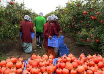 आविष्कार कैपिटल ने फल और सब्जी निर्यातक आईएनआई फार्म्स में 16 करोड़ रुपये का निवेश किया