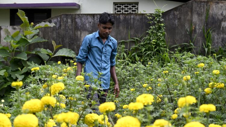 ओणम 2024: वट्टियोरकावु जंक्शन को निवासियों द्वारा उगाए गए फूलों और सब्जियों के साथ बगीचे में बदल दिया गया