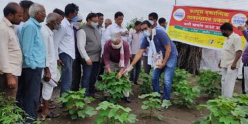 कपास में गुलाबी बॉलवर्म को दूर करने के लिए अभिनव “संभोग विघटन” तकनीक का सबसे बड़ा क्षेत्र प्रयोग