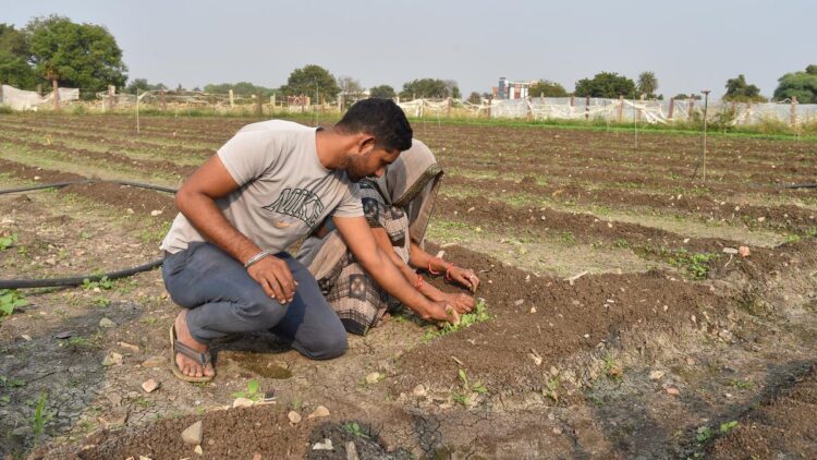 खसखस के समुद्र में अनिश्चित भविष्य