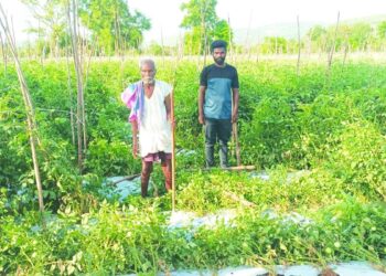 चित्तूर के किसान विशालकाय जानवरों द्वारा लगातार फसल पर हमले से चिंतित