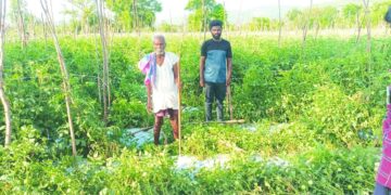 चित्तूर के किसान विशालकाय जानवरों द्वारा लगातार फसल पर हमले से चिंतित