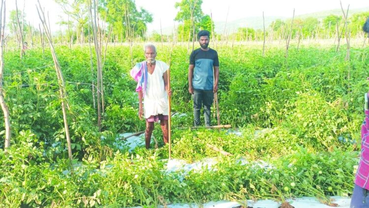 चित्तूर के किसान विशालकाय जानवरों द्वारा लगातार फसल पर हमले से चिंतित