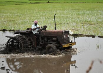 मानसून के फिर से सक्रिय होने पर किसान ग्रीष्मकालीन फसलें बोने में जुट गए हैं