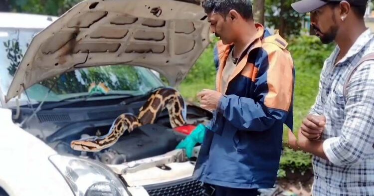 मारुति डिजायर से बेहद आक्रामक अजगर को बचाया गया: बचाव का विस्तृत वीडियो फुटेज