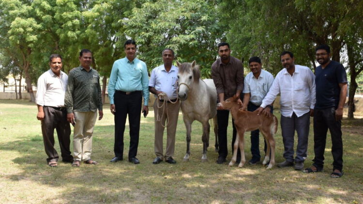 राज-शीतल: आईसीएआर-एनआरसीई ने भ्रूण स्थानांतरण के माध्यम से उत्पन्न देश का पहला जीवित घोड़ा बच्चा वितरित किया