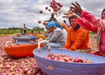 सरकार ने निर्यात बढ़ाने के लिए प्याज पर न्यूनतम निर्यात मूल्य हटाया