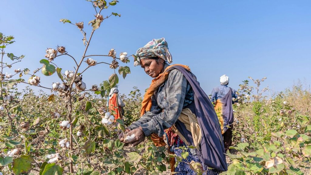 जलवायु परिवर्तन के कारण गुजरात और महाराष्ट्र में 50% से अधिक कपास किसानों की फसल को नुकसान हुआ: IIED रिपोर्ट