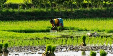 अध्ययन में पाया गया कि डेटा-संचालित खेती रणनीतियाँ भारत में चावल उत्पादन को बढ़ावा दे सकती हैं