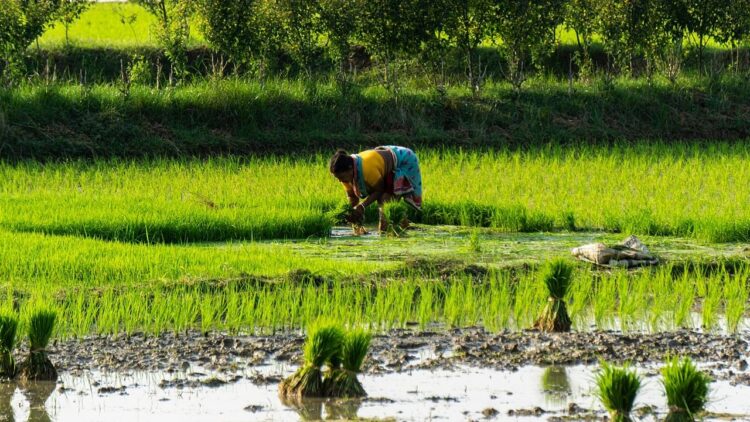 अध्ययन में पाया गया कि डेटा-संचालित खेती रणनीतियाँ भारत में चावल उत्पादन को बढ़ावा दे सकती हैं