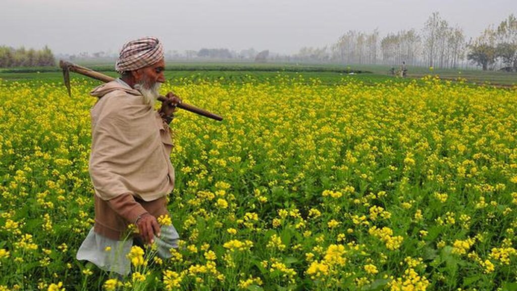 जीएम फसलें भूख से लड़ने में मदद कर सकती हैं - यह इस पर निर्भर करता है कि उनकी खेती कैसे की जाती है