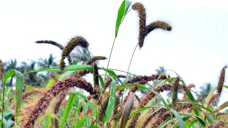 स्वास्थ्य लाभ बरकरार रखने के लिए बाजरे में चोकर रखें: अध्ययन