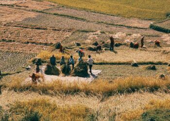 कृषि खाद्य क्षेत्र दुनिया भर में 1.3 बिलियन लोगों को रोजगार देता है: नए FAOSTAT डेटा से वैश्विक और क्षेत्रीय रोजगार बदलाव का पता चलता है