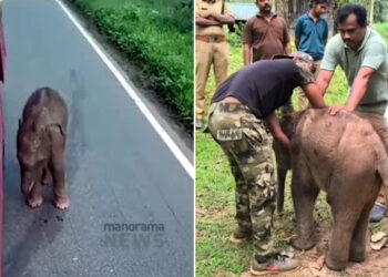 खोया हुआ हाथी का बच्चा यह सोच कर बस का पीछा करता है कि बस उसकी माँ है: अंततः मिल गया [Video]