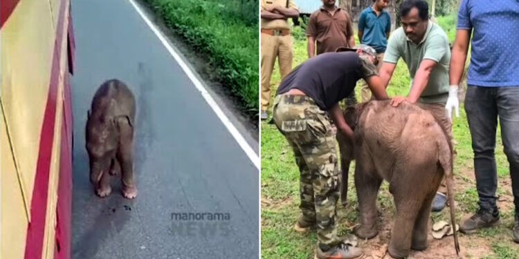 खोया हुआ हाथी का बच्चा यह सोच कर बस का पीछा करता है कि बस उसकी माँ है: अंततः मिल गया [Video]