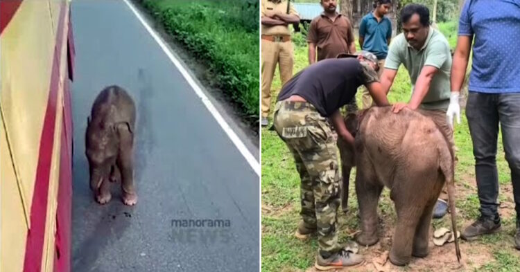 खोया हुआ हाथी का बच्चा यह सोच कर बस का पीछा करता है कि बस उसकी माँ है: अंततः मिल गया [Video]