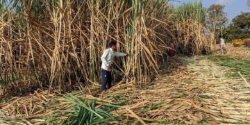 भारत के चाय, चीनी निर्यात से घरेलू स्तर पर स्थिरता संबंधी चिंताएं बढ़ीं | व्याख्या की