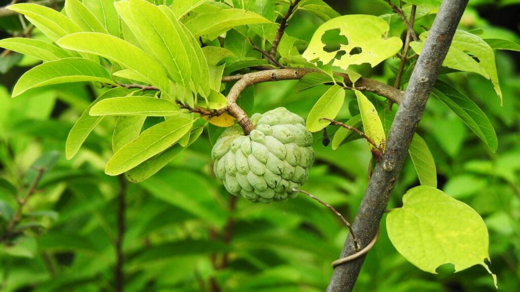 थार अमृत कस्टर्ड एप्पल: पैदावार, स्वास्थ्य लाभ और क्षेत्रीय अनुकूलन क्षमता में वृद्धि