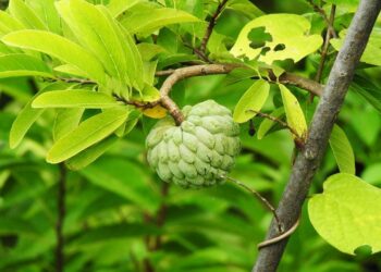 थार अमृत कस्टर्ड एप्पल: पैदावार, स्वास्थ्य लाभ और क्षेत्रीय अनुकूलन क्षमता में वृद्धि