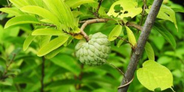 थार अमृत कस्टर्ड एप्पल: पैदावार, स्वास्थ्य लाभ और क्षेत्रीय अनुकूलन क्षमता में वृद्धि