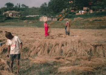 धान की भूसी बायोगैस प्रौद्योगिकी का व्यावसायीकरण करने के लिए पीएयू ने गुजरात और महाराष्ट्र की फर्मों के साथ साझेदारी की