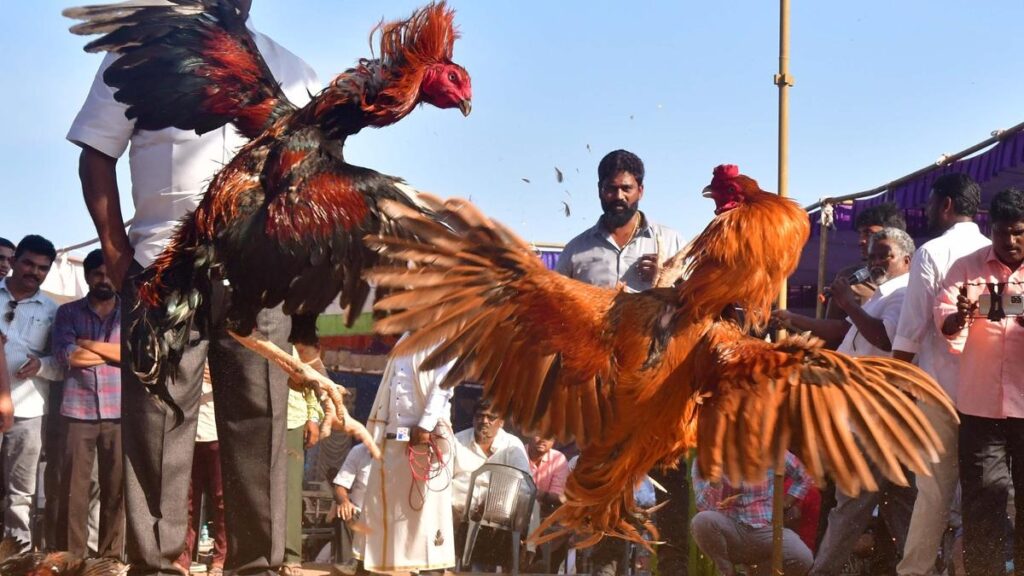 आंध्र प्रदेश में मुर्गों की लड़ाई पुरस्कार जीतने वाली महिंद्रा थार और रॉयल एनफील्ड के साथ नई ऊंचाइयों पर पहुंच गई है