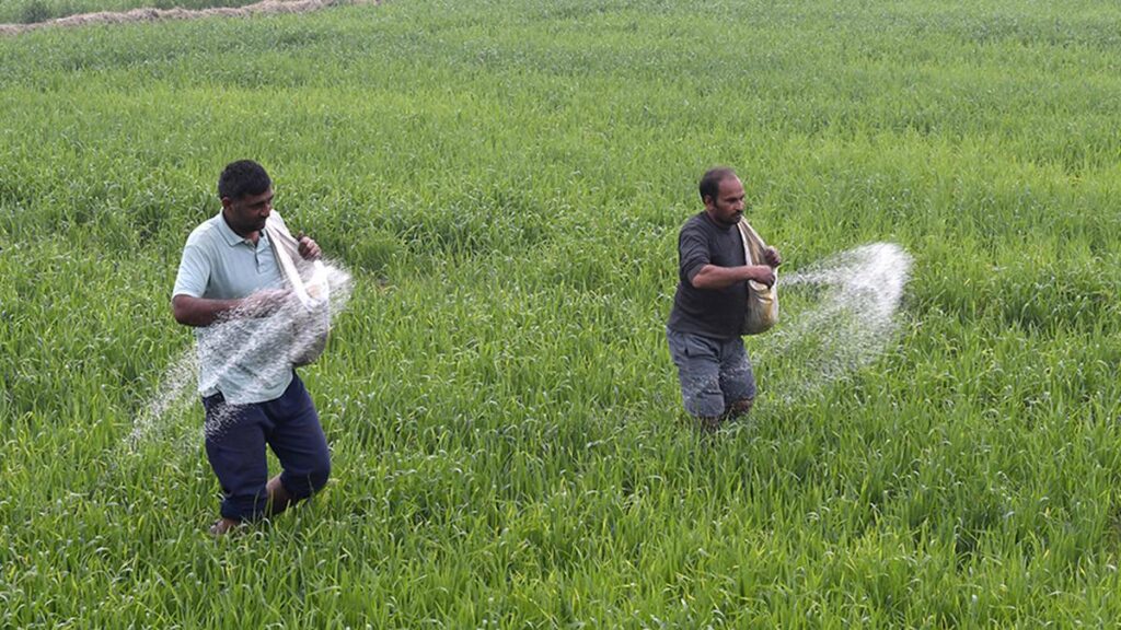 नैनो-यूरिया के कारण चावल और गेहूं की उपज, प्रोटीन सामग्री में कमी आई: अध्ययन