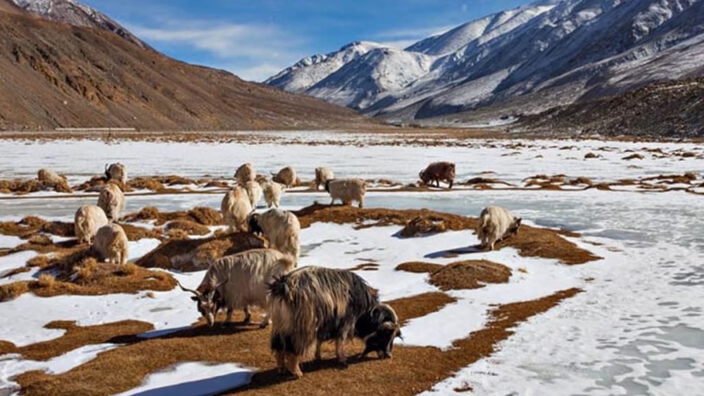 रोमांच चाहने वालों के लिए भारत में शीर्ष 5 शीतकालीन सफारी गंतव्य