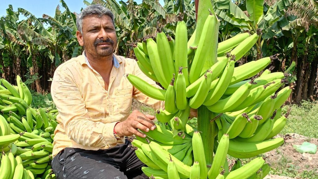 हाई-टेक केले की खेती और टिश्यू कल्चर टेक्नोलॉजी से गुजरात का किसान सालाना 50-60 लाख कमाता है