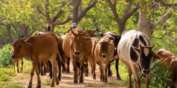 AWBI और NALSAR पशु कल्याण प्रतिनिधियों को प्रशिक्षित करने के लिए एकजुट हुए