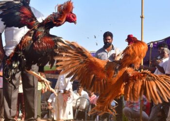 आंध्र प्रदेश में मुर्गों की लड़ाई पुरस्कार जीतने वाली महिंद्रा थार और रॉयल एनफील्ड के साथ नई ऊंचाइयों पर पहुंच गई है