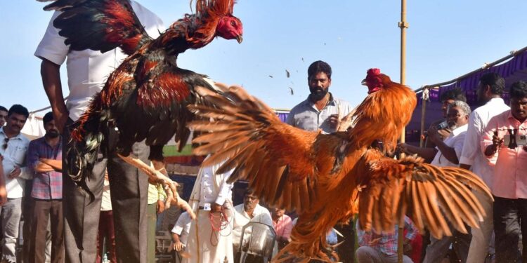 आंध्र प्रदेश में मुर्गों की लड़ाई पुरस्कार जीतने वाली महिंद्रा थार और रॉयल एनफील्ड के साथ नई ऊंचाइयों पर पहुंच गई है