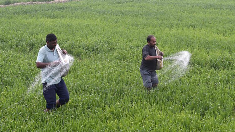 नैनो-यूरिया के कारण चावल और गेहूं की उपज, प्रोटीन सामग्री में कमी आई: अध्ययन