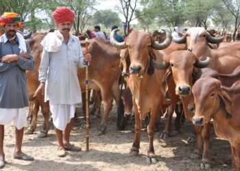 मुख्यमंत्री मंगला पशु बीमा योजना: किसानों के लिए राजस्थान की निःशुल्क पशुधन बीमा योजना; 12 जनवरी 2025 तक आवेदन करें