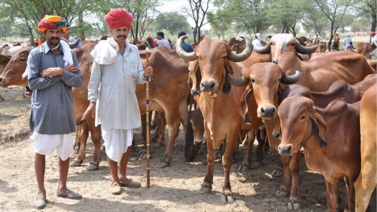 मुख्यमंत्री मंगला पशु बीमा योजना: किसानों के लिए राजस्थान की निःशुल्क पशुधन बीमा योजना; 12 जनवरी 2025 तक आवेदन करें