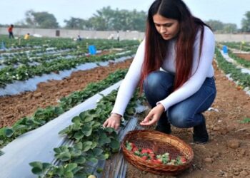 यूपी की 23 साल की लड़की स्ट्रॉबेरी की खेती से सालाना लाखों कमाती है, युवाओं को कृषि में आगे बढ़ने के लिए प्रेरित कर रही है