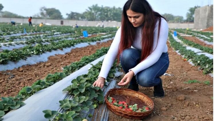 यूपी की 23 साल की लड़की स्ट्रॉबेरी की खेती से सालाना लाखों कमाती है, युवाओं को कृषि में आगे बढ़ने के लिए प्रेरित कर रही है