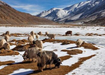 रोमांच चाहने वालों के लिए भारत में शीर्ष 5 शीतकालीन सफारी गंतव्य