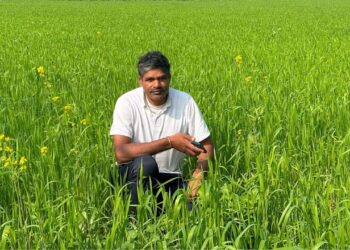 हरियाणा के किसान टिकाऊ गेहूं की खेती के साथ मुनाफे को बढ़ाता है, प्रति एकड़ 17 क्विंटल तक उपज