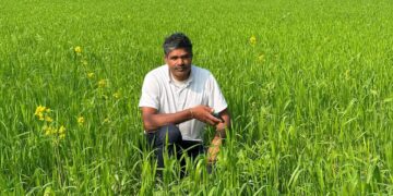 हरियाणा के किसान टिकाऊ गेहूं की खेती के साथ मुनाफे को बढ़ाता है, प्रति एकड़ 17 क्विंटल तक उपज