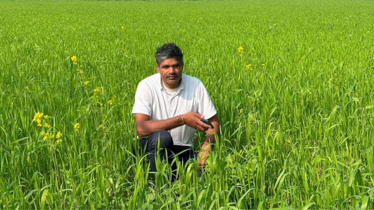 हरियाणा के किसान टिकाऊ गेहूं की खेती के साथ मुनाफे को बढ़ाता है, प्रति एकड़ 17 क्विंटल तक उपज