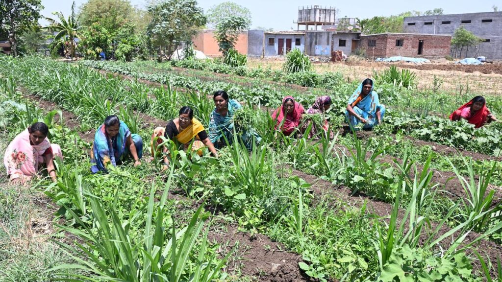 महाराष्ट्र सरकार का अध्ययन करने के लिए पैनल, एमएसपी योजनाओं को लागू करने के लिए