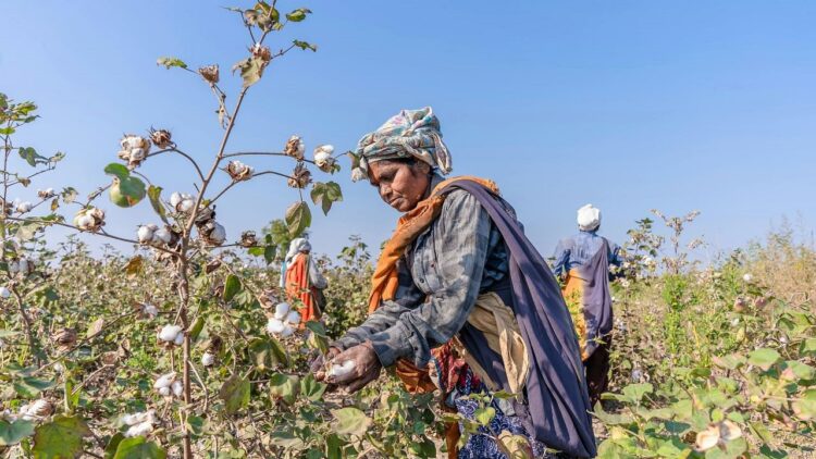 बजट 2025 वस्त्रों के लिए 5272 करोड़ रुपये आवंटित करता है, किसान आय और कपास की आपूर्ति को बढ़ावा देने के लिए कपास मिशन शुरू करता है