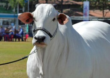 विटिना -19: दुनिया की सबसे महंगी गाय और कुलीन मवेशी प्रजनन का एक चमत्कार