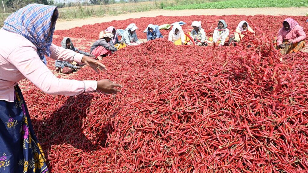 कर्नाटक सीएम ने पीएम से आग्रह किया कि कल्याण कर्नाटक के लाल मिर्च किसानों की मदद करें