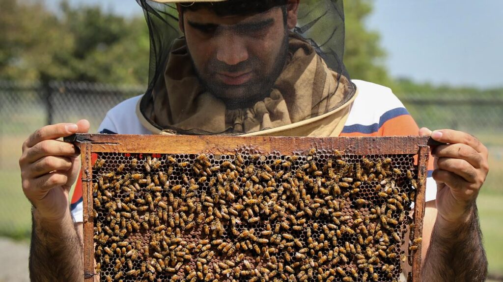 Beekeepers Flag मिलावट के रूप में सबसे बड़ी चुनौती के रूप में एपिकल्चर सम्मेलन में