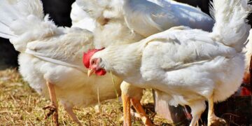 H5N1 बर्ड फ्लू वैश्विक खाद्य सुरक्षा और आजीविका को खतरा है, तत्काल कार्रवाई की आवश्यकता है: एफएओ